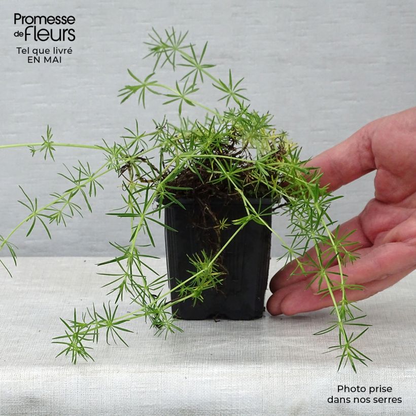 Galium verum 8/9 cm pot sample as delivered in spring