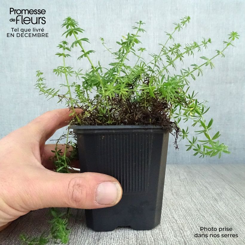 Galium verum 8/9 cm pot sample as delivered in winter