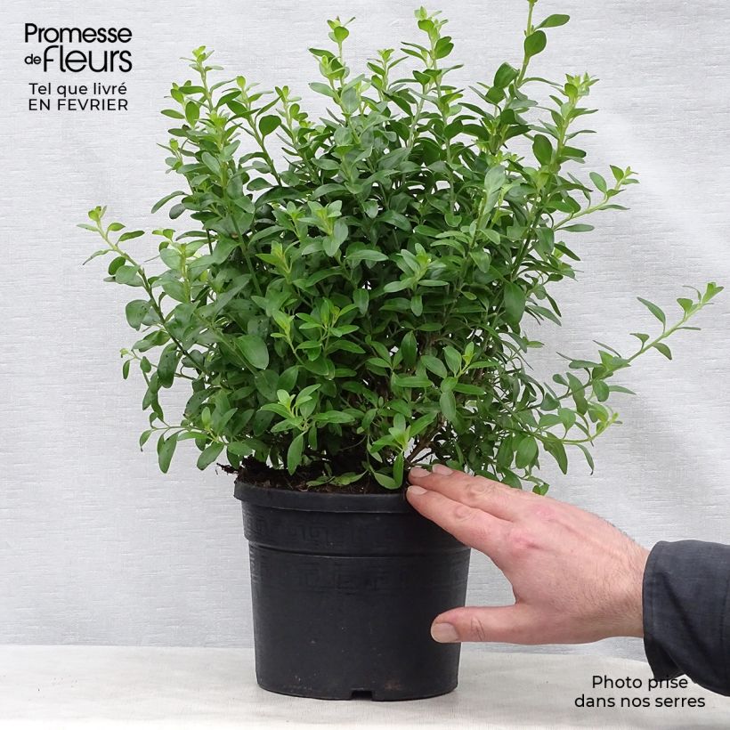 Galvezia speciosa 3L/4L pot sample as delivered in winter