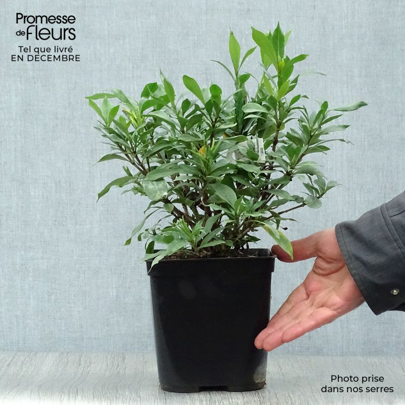 Gardenia jasminoides Sweetheart 2L/3L pot sample as delivered in winter