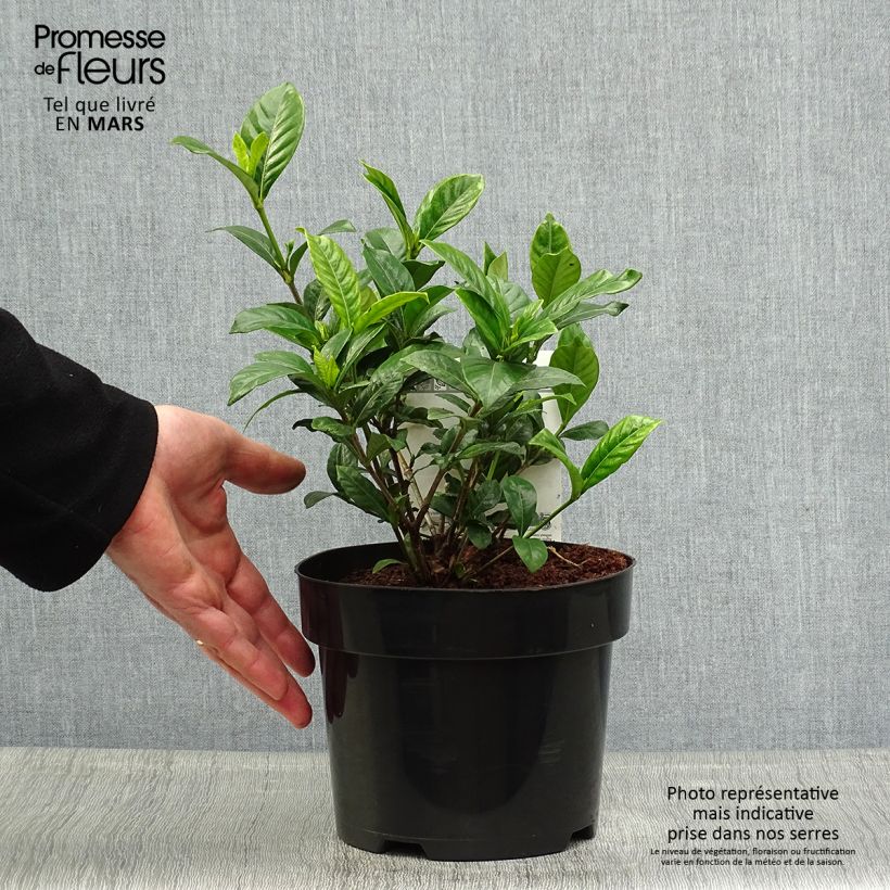 Gardenia jasminoides Double Diamonds 3L/4L pot sample as delivered in spring