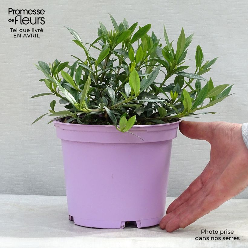 Gardenia jasminoides Perfumed Petticoats 2L/3L pot sample as delivered in spring