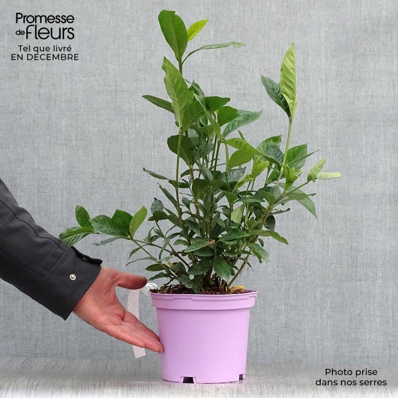 Gardenia jasminoides Summer Snow 3L/4L pot sample as delivered in winter