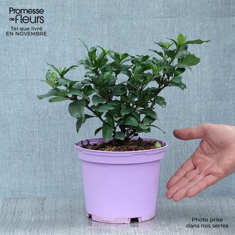 Gardenia jasminoides Pinwheel 2L/3L pot sample as delivered in autumn