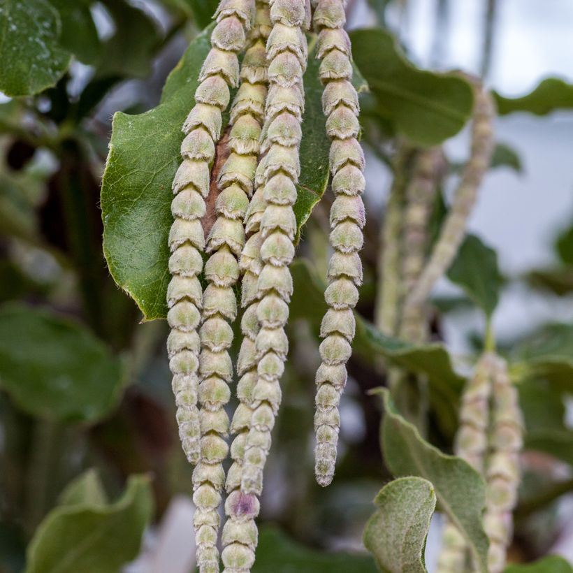 Garrya elliptica - Elliptical-leaved Garrya (Flowering)