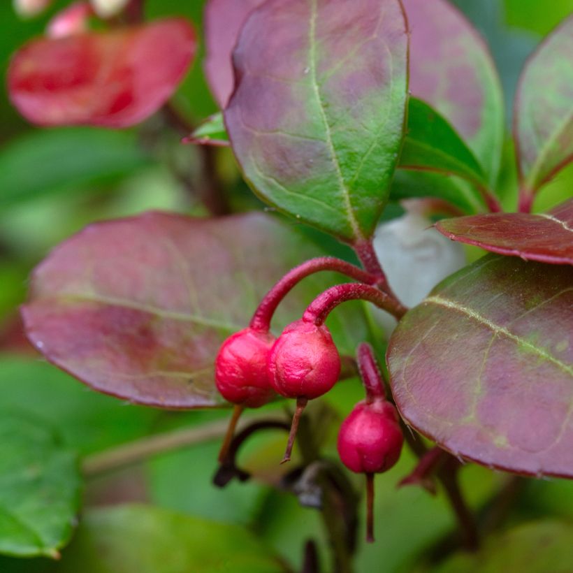 Gaultheria procumbens Gaubi (Harvest)