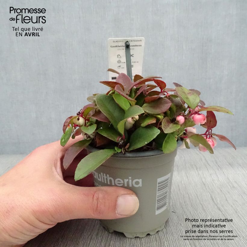 Gaultheria procumbens Color Surprise - American Wintergreen 10cm/11cm pot sample as delivered in spring