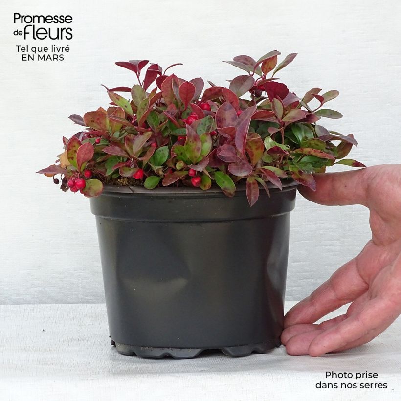 Gaultheria procumbens - Creeping Wintergreen 2L/3L pot sample as delivered in winter
