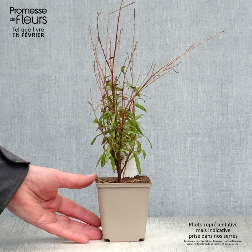 Gaura lindheimeri Baby Butterfly Dark Pink - Lindheimer's Beeblossom 8/9 cm pot sample as delivered in winter