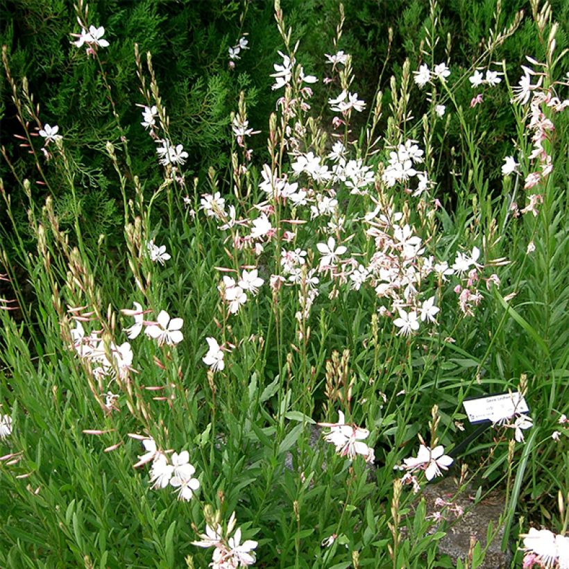 Gaura lindheimeri Corries Gold (Plant habit)