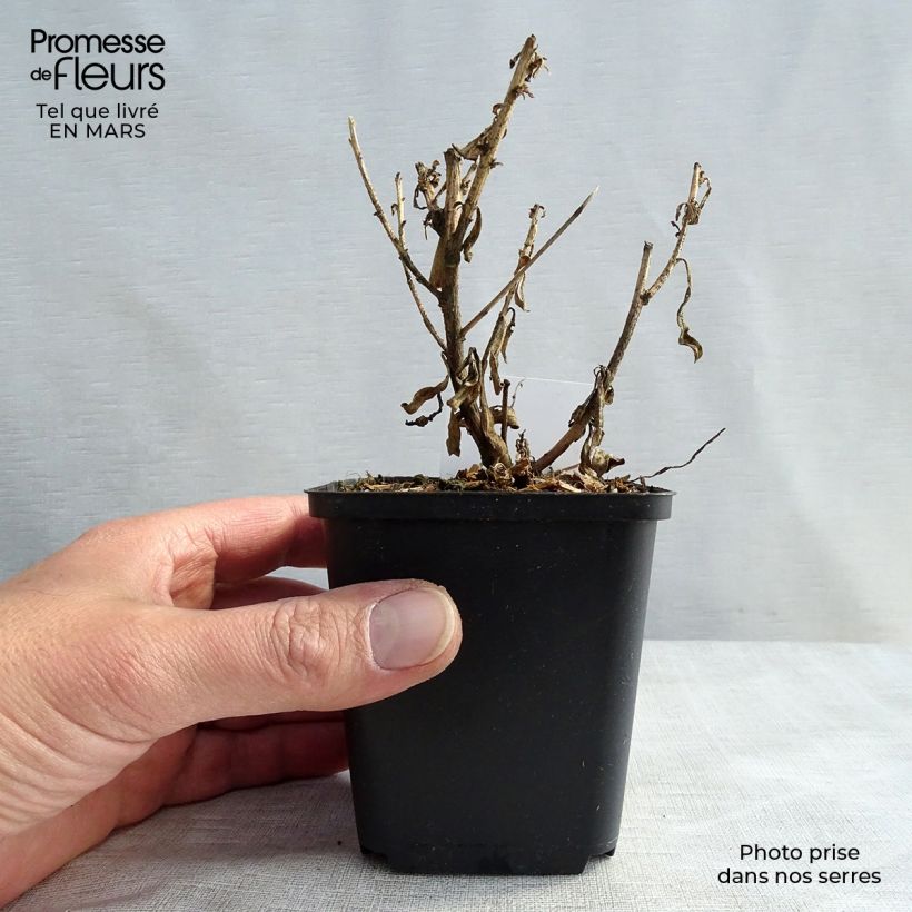 Gaura lindheimeri Corries Gold 8/9 cm pot sample as delivered in spring