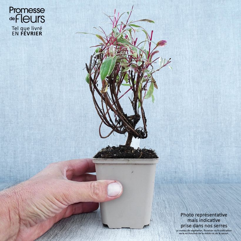 Gaura lindheimeri Passionate Rainbow 8/9 cm pot sample as delivered in autumn
