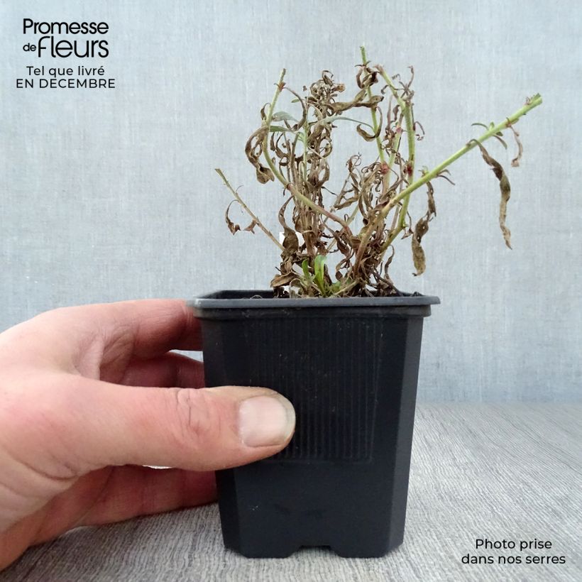 Gaura lindheimeri Rosy Jane 8/9 cm pot sample as delivered in winter