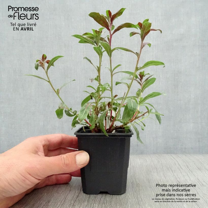 Gaura lindheimeri Rosy Jane 8/9 cm pot sample as delivered in spring