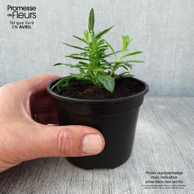 Gaura lindheimeri Snowbird 8/9 cm pot sample as delivered in spring