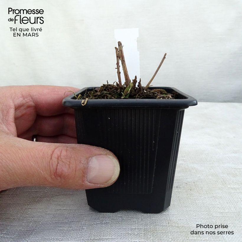 Gaura lindheimeri Summer Breeze 8/9 cm pot sample as delivered in winter