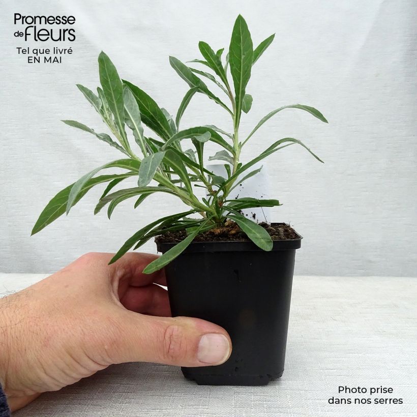 Gaura lindheimeri Whirling Butterflies 8/9 cm pot sample as delivered in spring