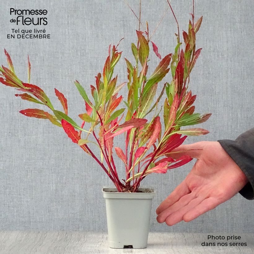 Gaura lindheimeri Snowstorm 8/9 cm pot sample as delivered in winter