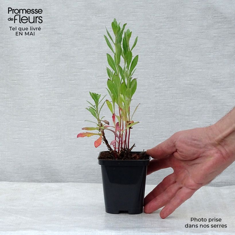 Gaura lindheimeri Snowstorm 8/9 cm pot sample as delivered in spring