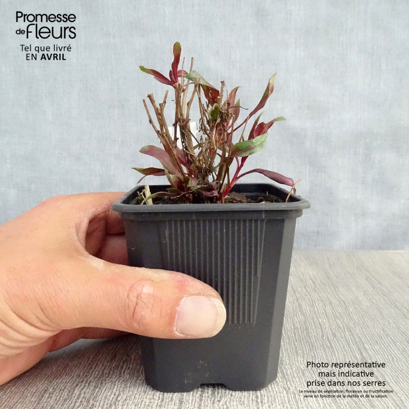 Gaura lindheimeri Siskiyou pink 8/9 cm pot sample as delivered in spring