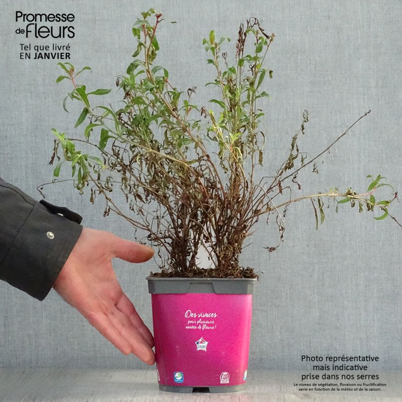Gaura lindheimeri Siskiyou pink 2L/3L pot sample as delivered in winter