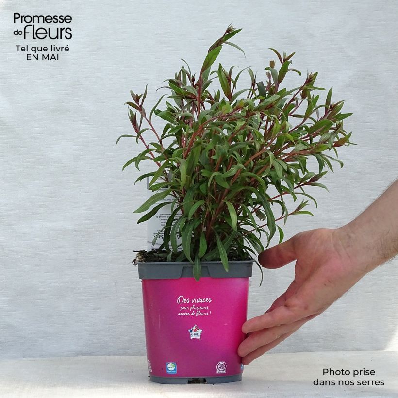 Gaura lindheimeri Siskiyou pink 2L/3L pot sample as delivered in spring