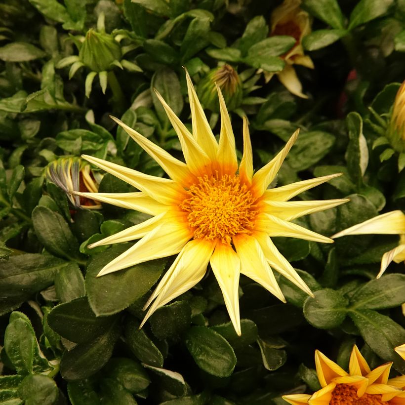 Gazania rigens Zany Sunny Side Up - Treasure flower seeds (Flowering)