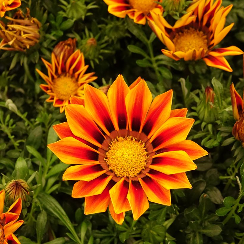 Gazania rigens Zany Orange Flame seeds - Treasure Flower (Flowering)