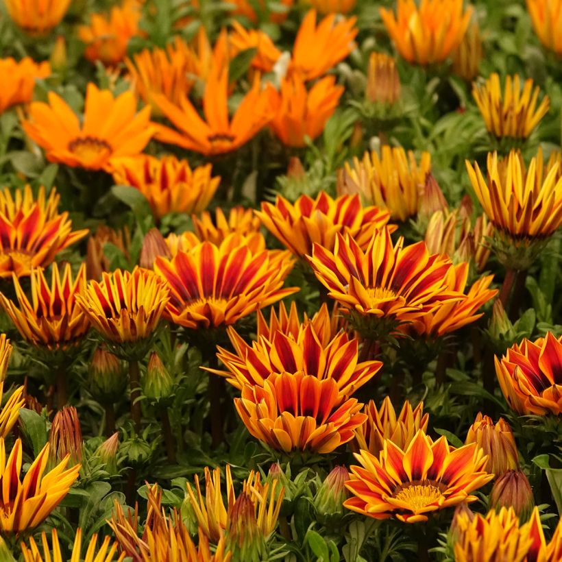 Gazania rigens Zany Orange Flame seeds - Treasure Flower (Plant habit)