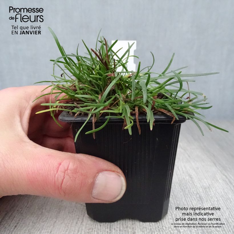 Armeria maritima splendens - Sea Thrift 8/9 cm pot sample as delivered in winter