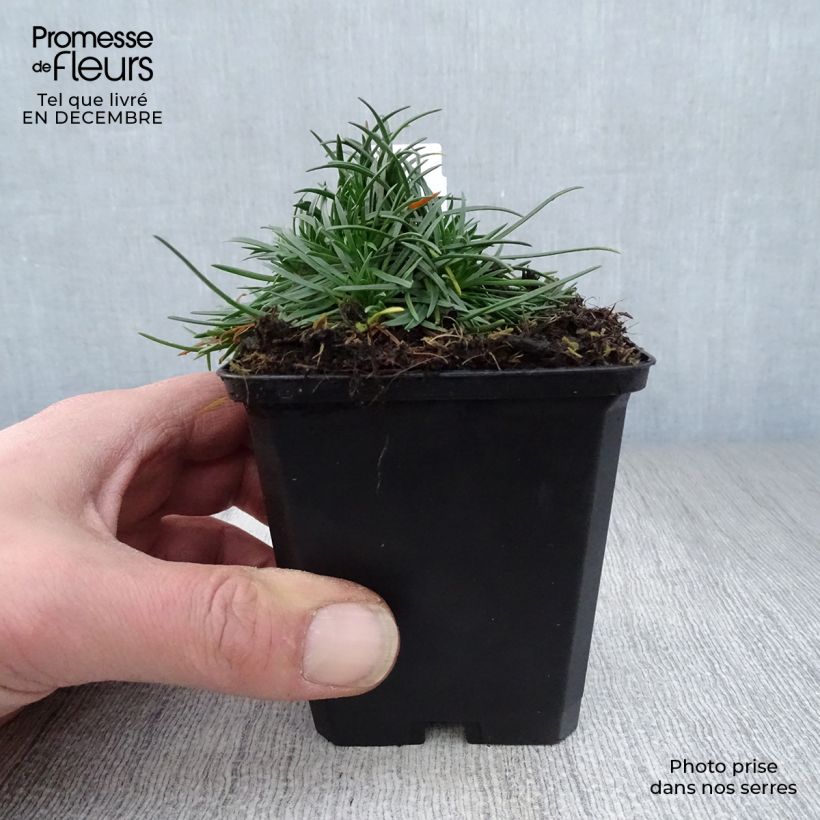 Armeria maritima Rosea - Sea Thrift 8/9 cm pot sample as delivered in winter