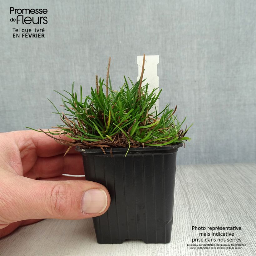 Armeria maritima Düsseldorfer Stolz - Sea Thrift 8/9 cm pot sample as delivered in winter