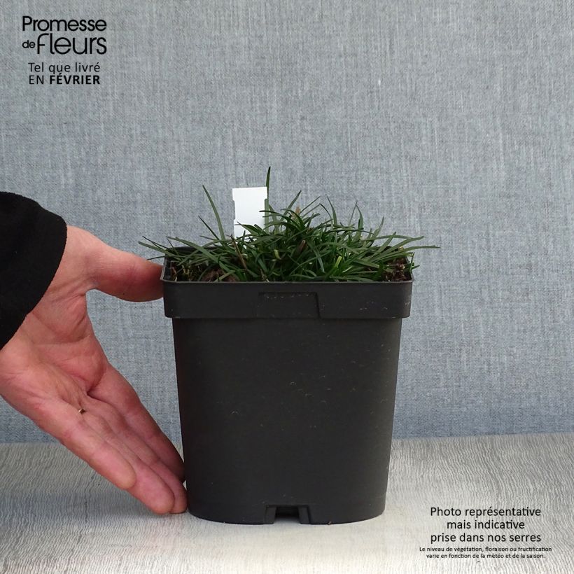 Armeria maritima Düsseldorfer Stolz - Sea Thrift 2L/3L pot sample as delivered in winter