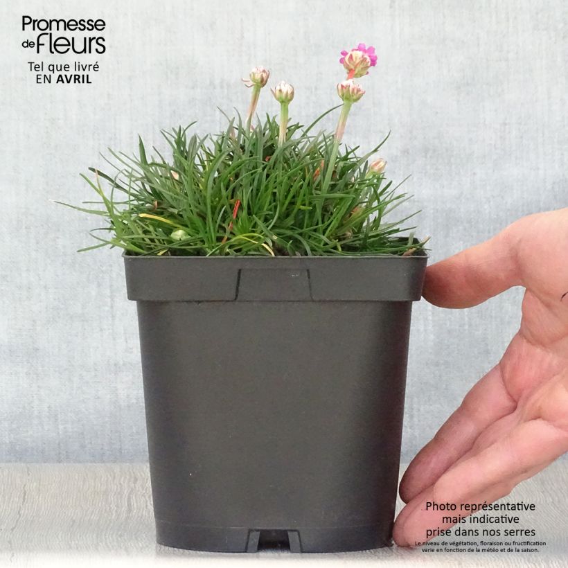 Armeria maritima Düsseldorfer Stolz - Sea Thrift 2L/3L pot sample as delivered in spring