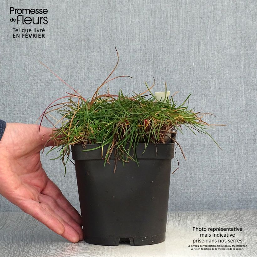 Armeria maritima splendens - Sea Thrift 2L/3L pot sample as delivered in winter