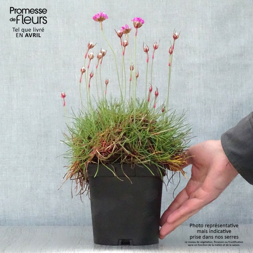 Armeria maritima splendens - Sea Thrift 2L/3L pot sample as delivered in spring