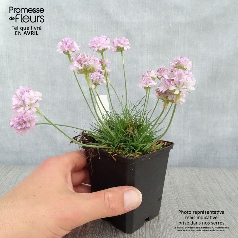 Armeria maritima Rosea - Sea Thrift 8/9 cm pot sample as delivered in spring
