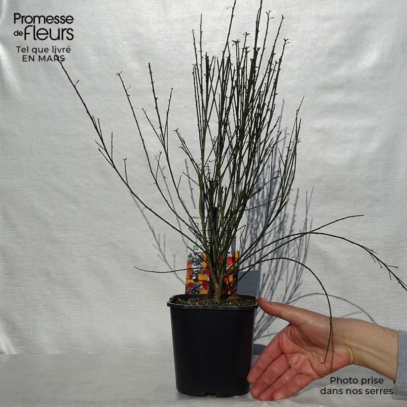 Cytisus scoparius Andreanus 2L/3L pot sample as delivered in spring