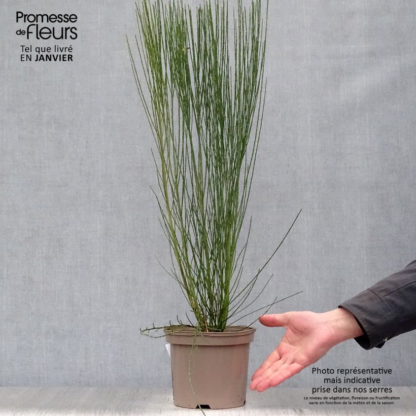 Cytisus scoparius Burkwoodii 2L/3L pot sample as delivered in winter