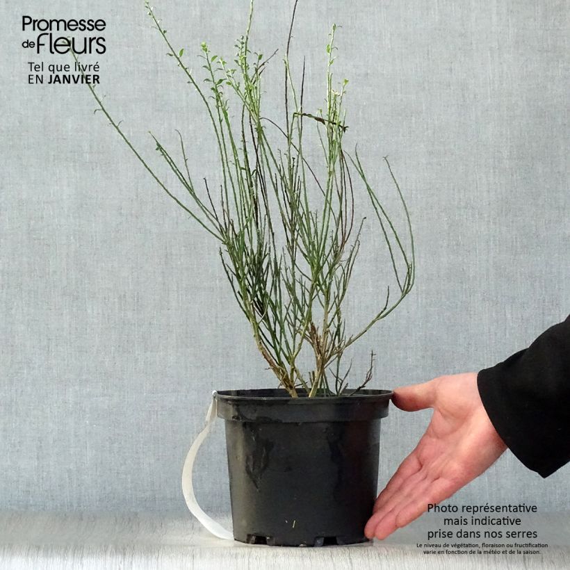 Cytisus scoparius La Coquette 2L/3L pot sample as delivered in winter