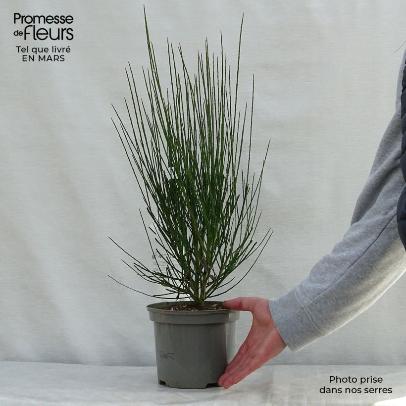 Cytisus scoparius Cytisus Lena 2L/3L pot sample as delivered in spring