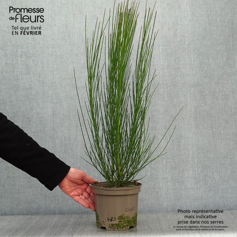 Cytisus scoparius Cytisus Lena 2L/3L pot sample as delivered in winter