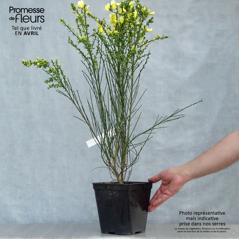 Cytisus scoparius Luna 2L/3L pot sample as delivered in spring