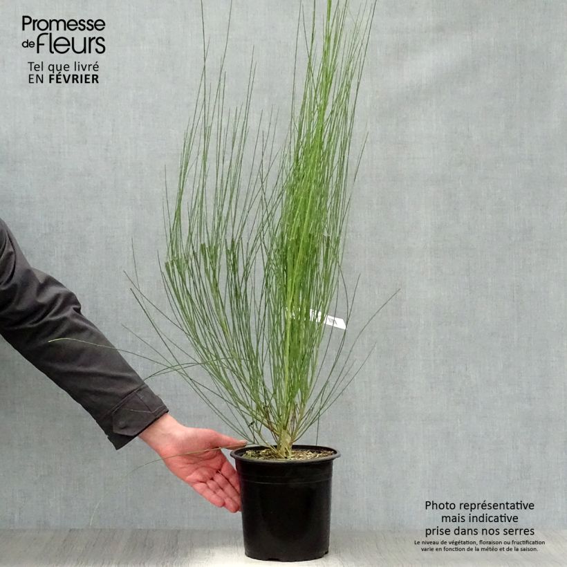 Cytisus scoparius Moyclare Pink 4L/5L pot sample as delivered in winter