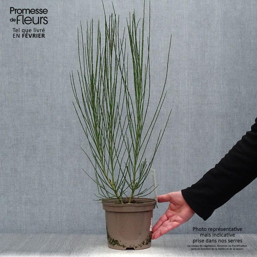 Cytisus scoparius Roter Favorit 2L/3L pot sample as delivered in winter