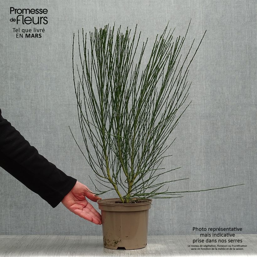 Cytisus scoparius Roter Favorit 2L/3L pot sample as delivered in spring