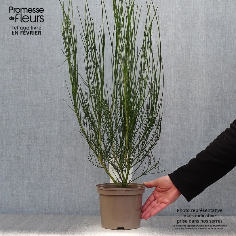 Cytisus scoparius Vanesse 2L/3L pot sample as delivered in winter