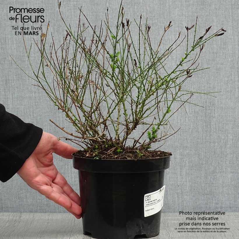 Genista hispanica 2L/3L pot sample as delivered in spring