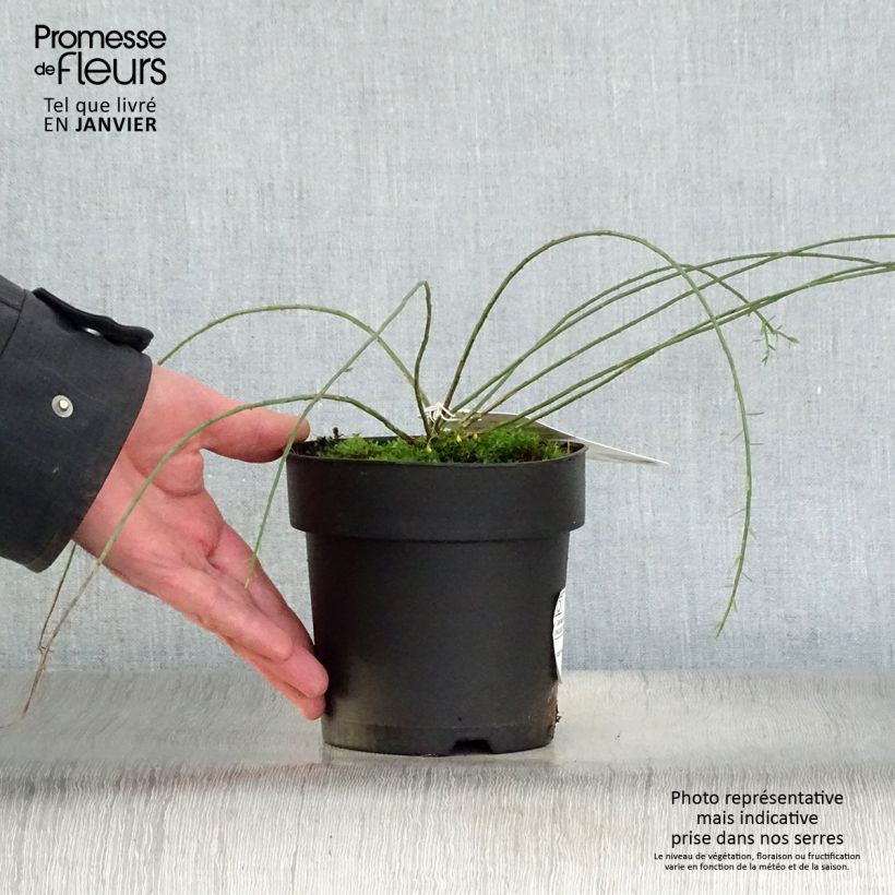 Genista lydia 1L/1.5L pot sample as delivered in winter