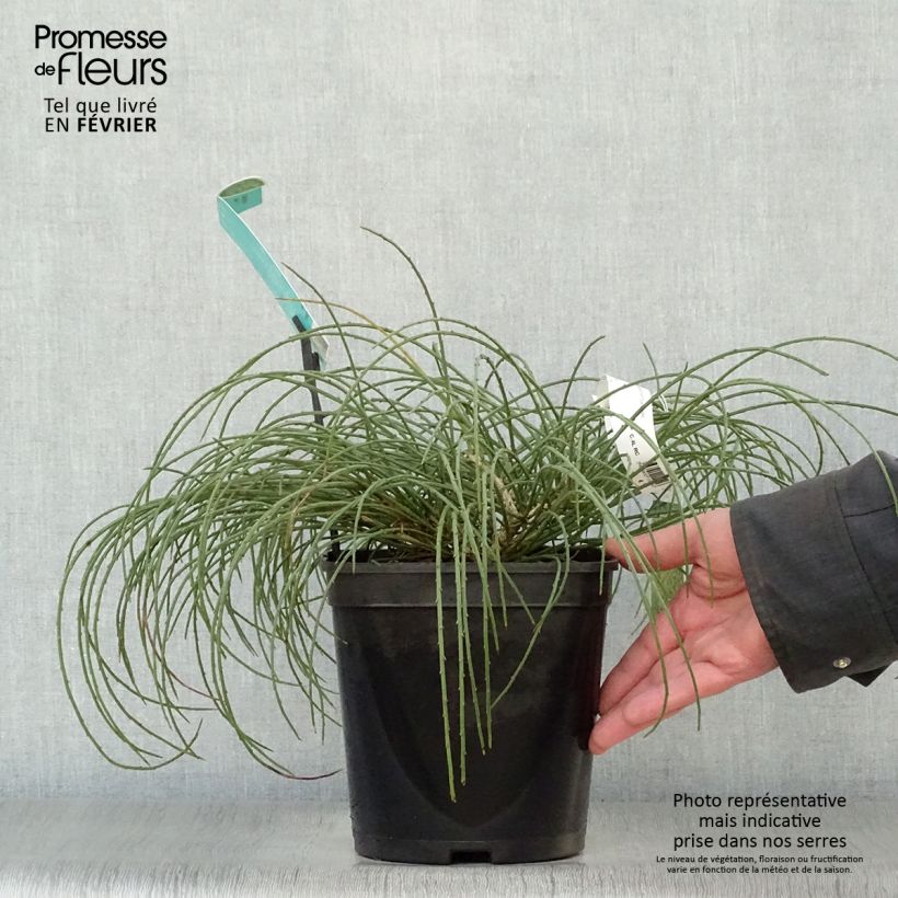 Genista lydia 3L/4L pot sample as delivered in winter